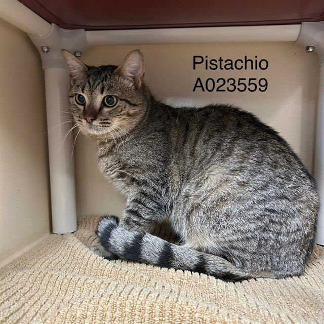 PISTACHIO - Domestic Short Hair available for adoption