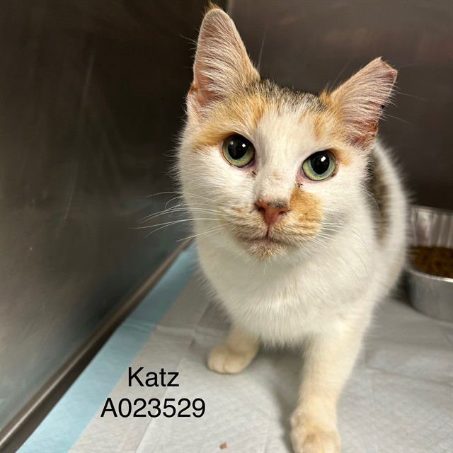 KATZ - Domestic Short Hair available for adoption