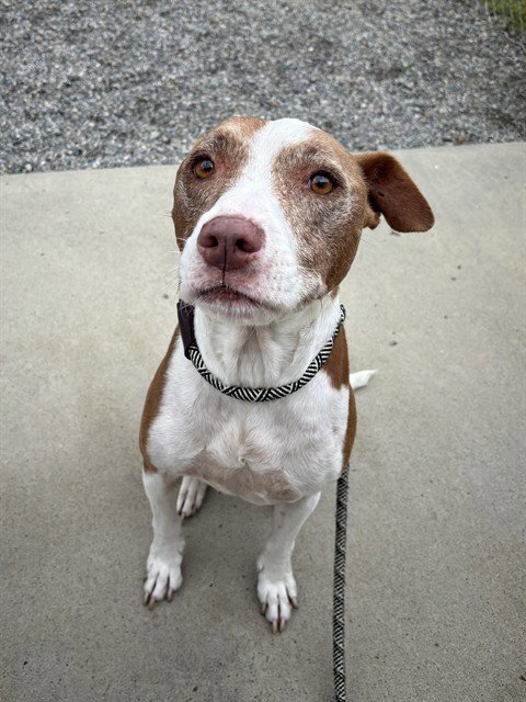 PINTO - Golden Retriever / Hound available for adoption