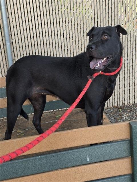 GIRL - Pit Bull Terrier available for adoption