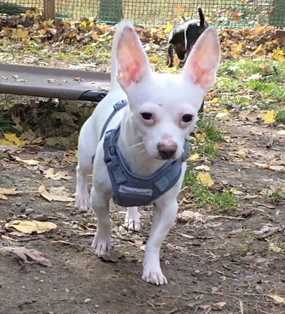 BUDDY - Chihuahua available for adoption