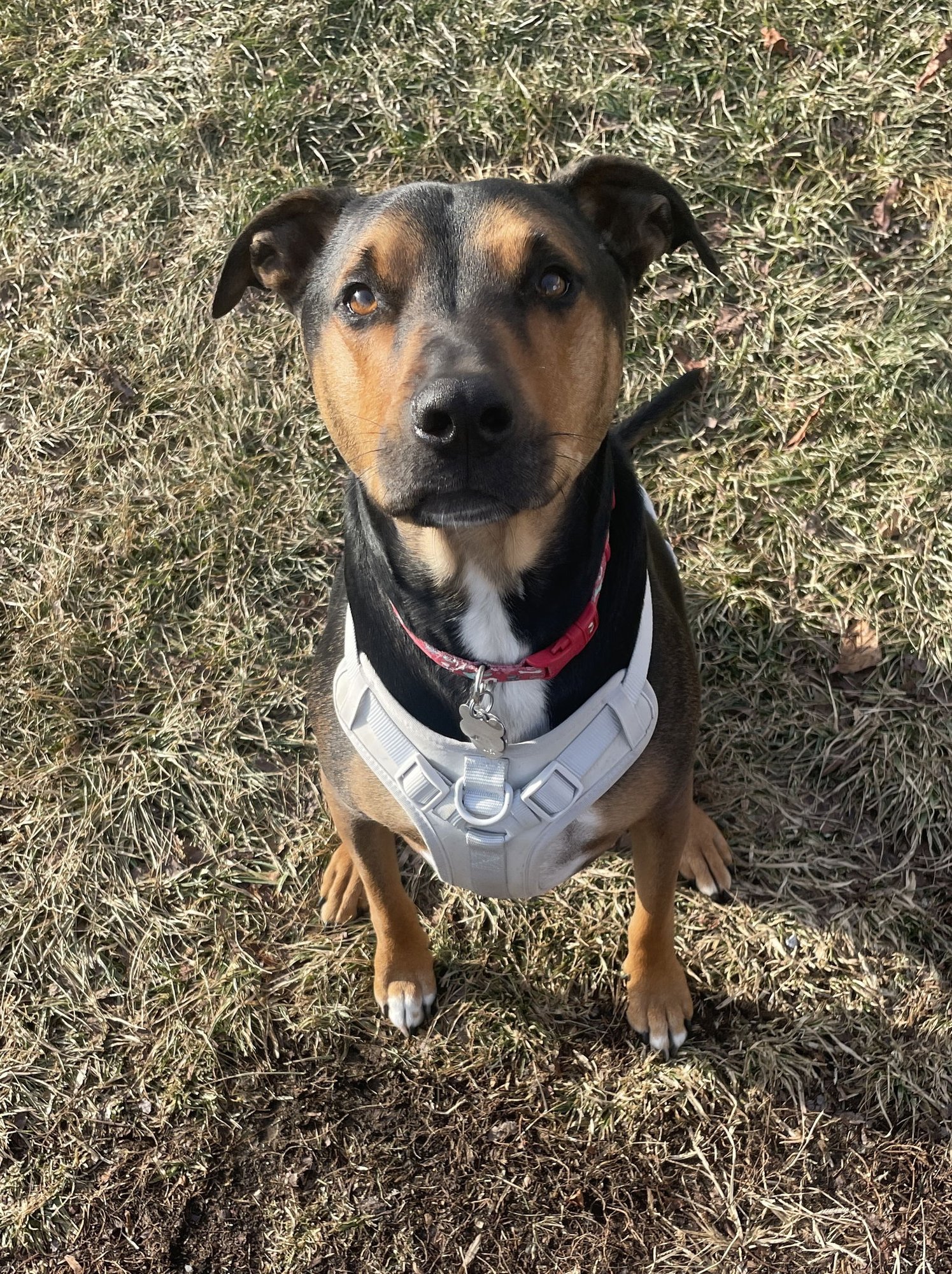 WOODY - Hound / Shepherd available for adoption