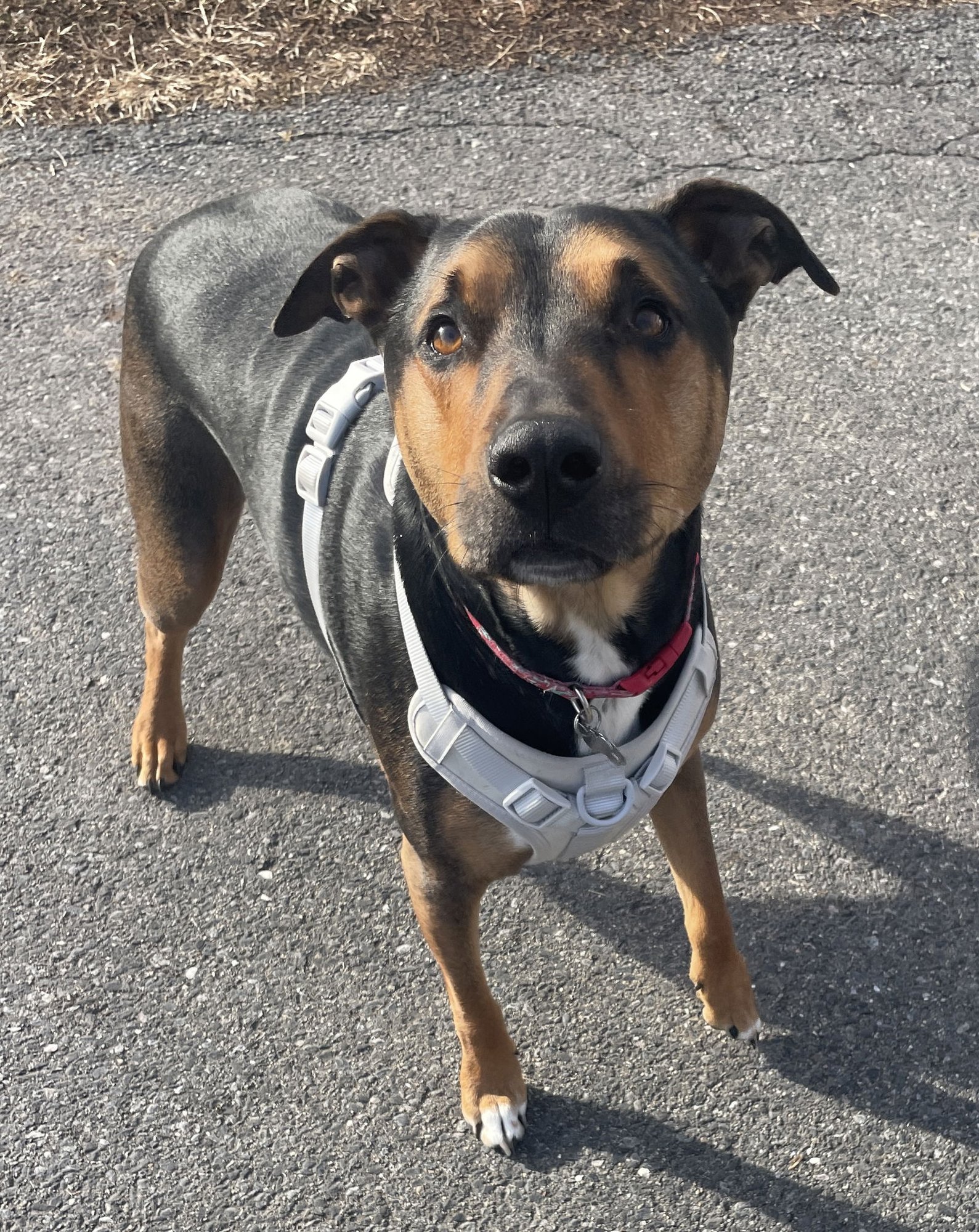 WOODY - Hound / Shepherd available for adoption