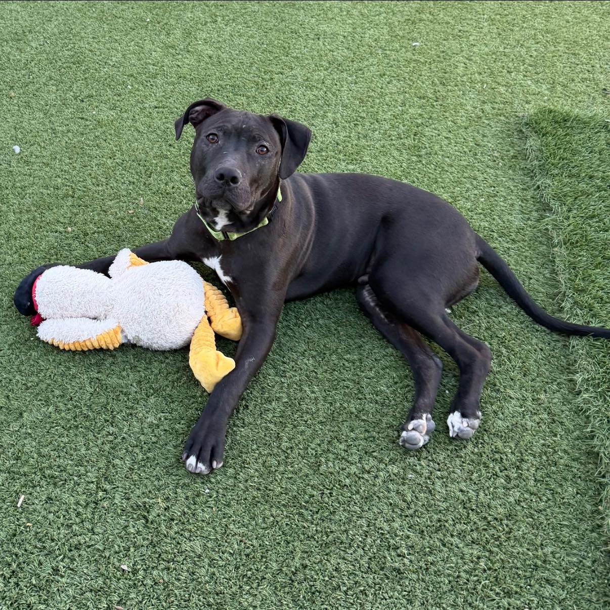 GRACKLE - American Pit Bull Terrier / American Staffordshire Terrier available for adoption