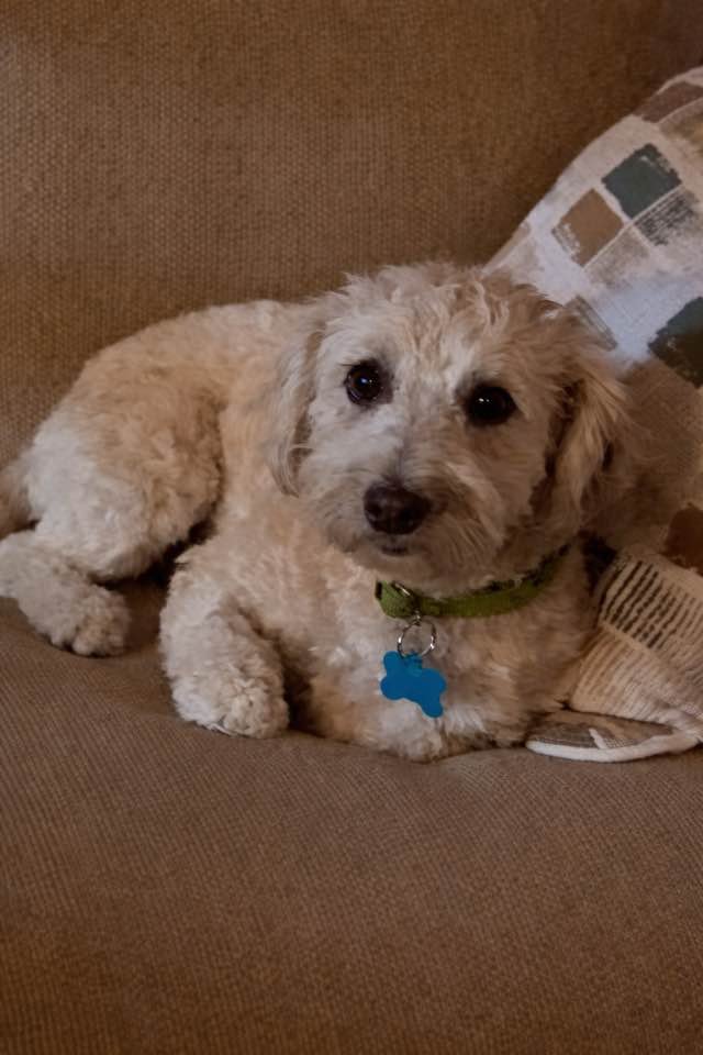 LILAH - Soft-Coated Wheaten Terrier / Poodle (Miniature) available for adoption