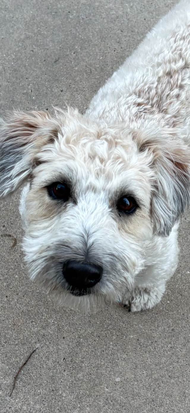 LILAH - Soft-Coated Wheaten Terrier / Poodle (Miniature) available for adoption