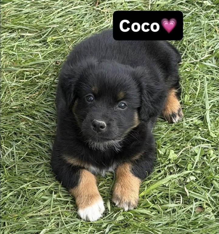 Condiments : Coco Image
