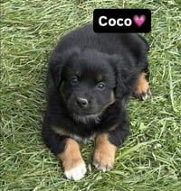 Condiments : Coco - Photo 1