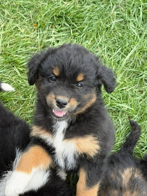 CONDIMENTS : COCO - Australian Shepherd available for adoption