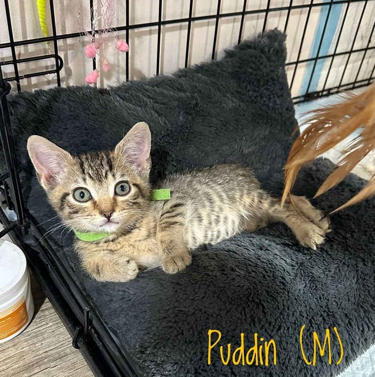 SS Kitties : Peanut Butter Puddin Image