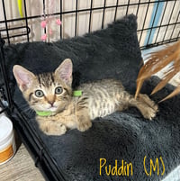 SS Kitties : Peanut Butter Puddin - Photo 1