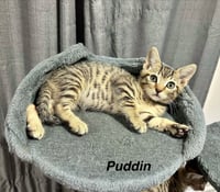 SS Kitties : Peanut Butter Puddin - Photo 2