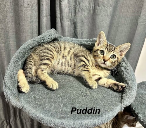 SS KITTIES : PEANUT BUTTER PUDDIN - Domestic Short Hair available for adoption