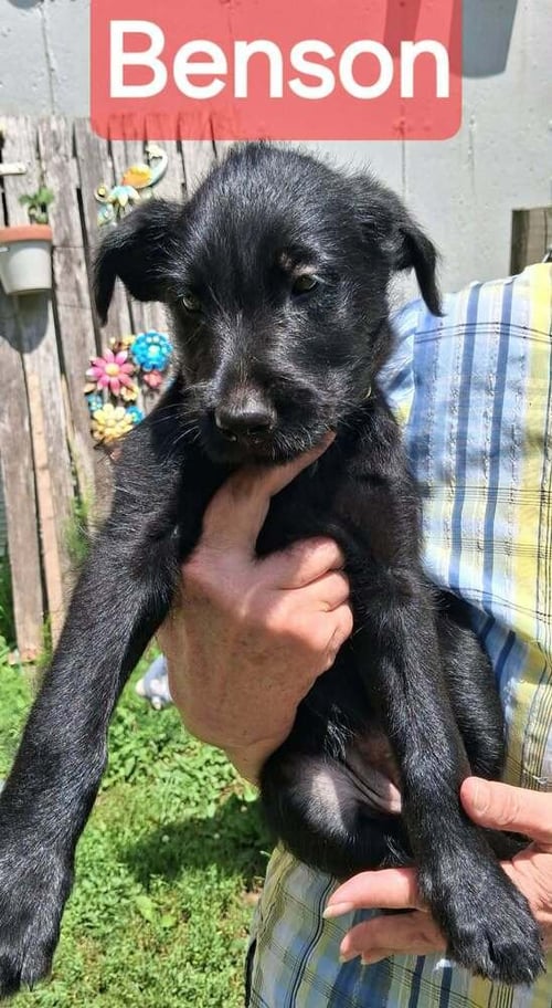 POLICE SQUAD : BENSON - Giant Schnauzer / Belgian Shepherd Malinois available for adoption