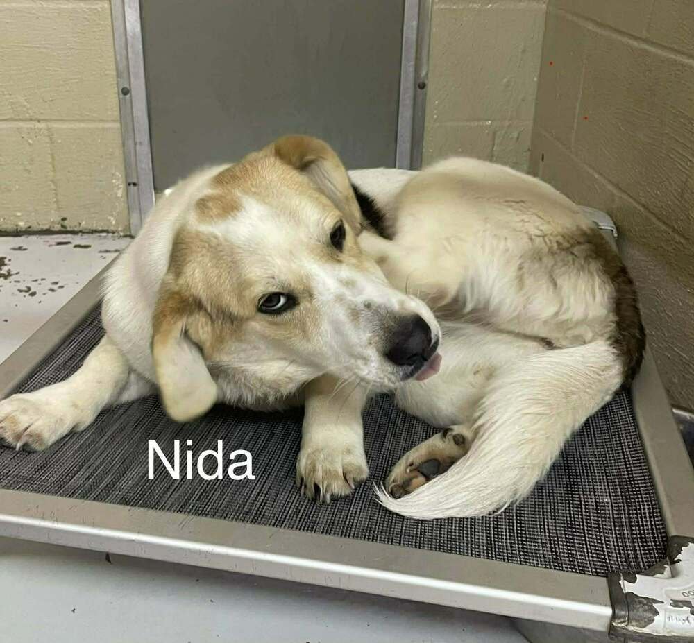 NIDA - Basset Hound / Labrador Retriever available for adoption