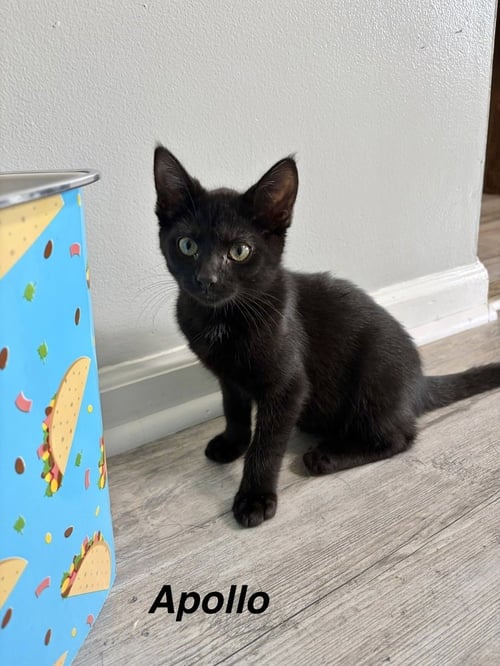 GREEK BOYS : APOLLO - Domestic Short Hair available for adoption
