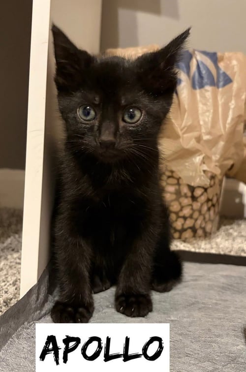 GREEK BOYS : APOLLO - Domestic Short Hair available for adoption