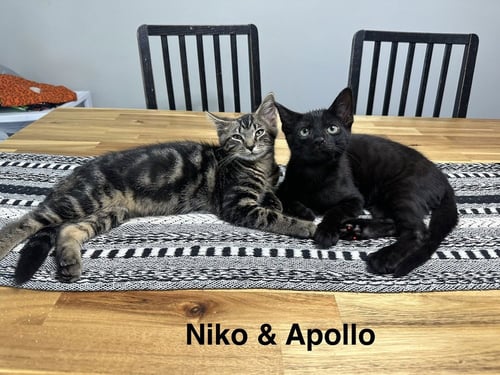 GREEK BOYS : APOLLO - Domestic Short Hair available for adoption