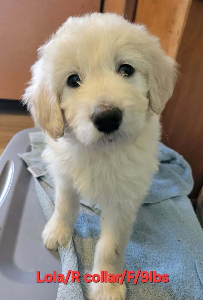 LOONEY TUNES : LOLA - Great Pyrenees available for adoption