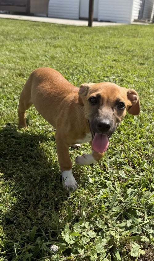SRV MAYA EMPIRE : JUDD - Dachshund / Labrador Retriever for adoption in Cincinnati