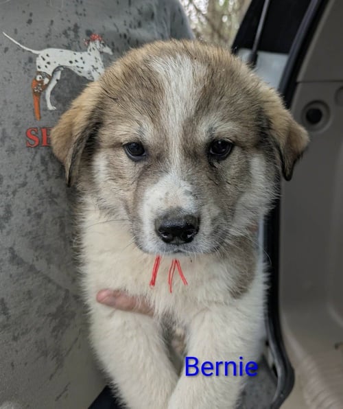 RUBY'S ROWDIES : BERNIE - Great Pyrenees / Golden Retriever available for adoption