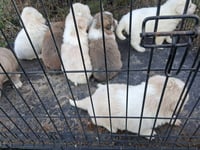 Ruby's Rowdies : Bernie - Photo 2