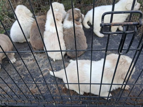 RUBY'S ROWDIES : BERNIE - Great Pyrenees / Golden Retriever available for adoption