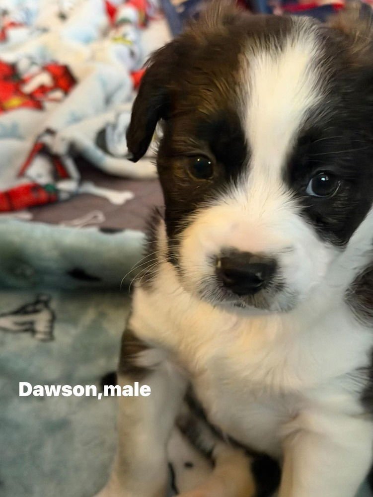 DAWSON'S TRIBUTE : DAWSON - Pug / Australian Shepherd available for adoption