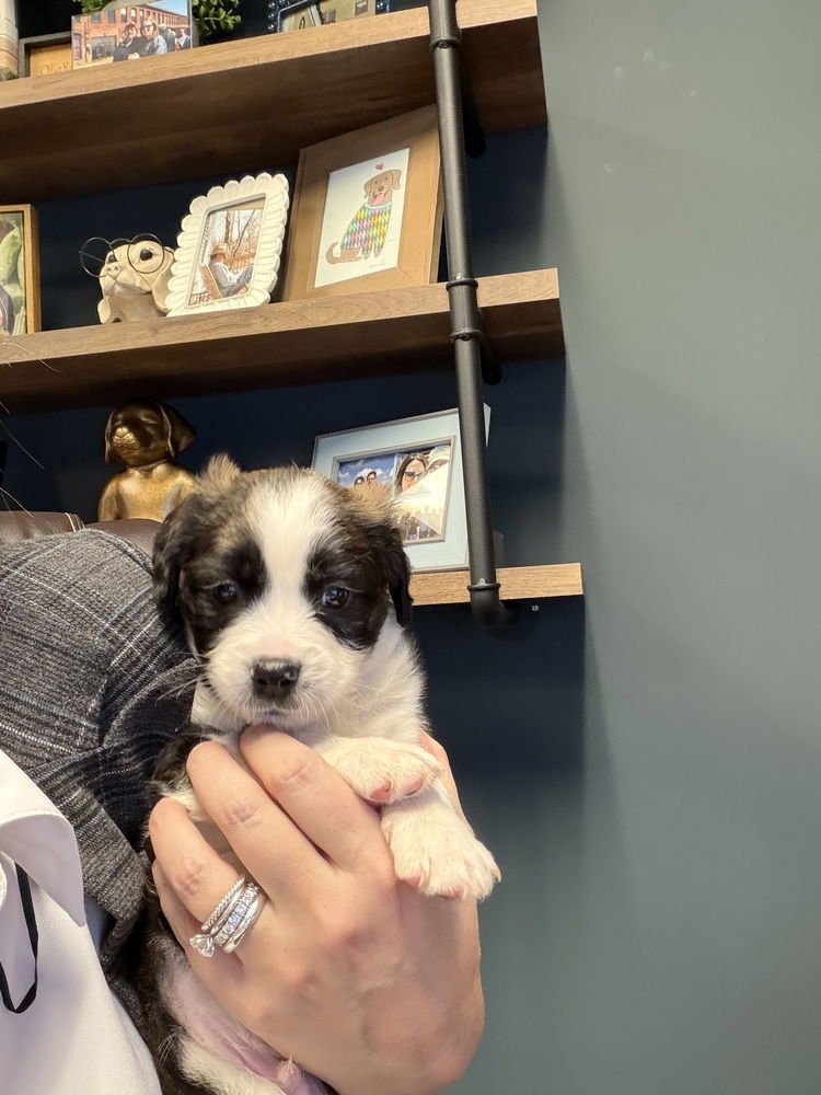 DAWSON'S TRIBUTE : DAWSON - Pug / Australian Shepherd available for adoption