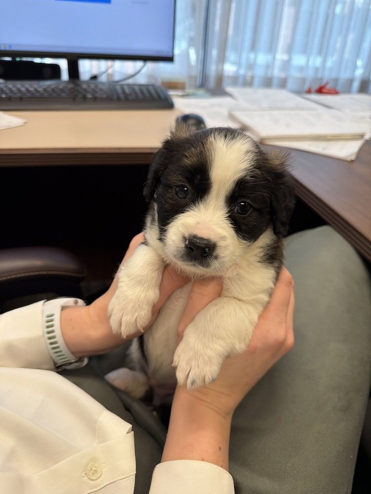 Dawson's Tribute : Dawson - Photo 3