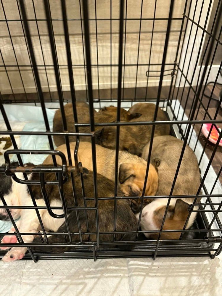 Dawson's Tribute : Dawson - Photo 4