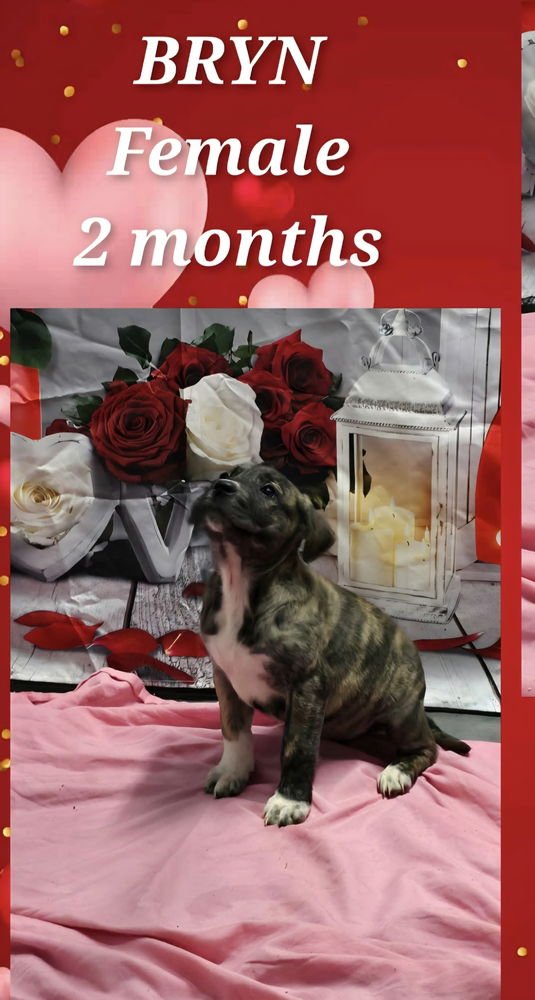 MARION BS : BRYN - Pit Bull Terrier available for adoption