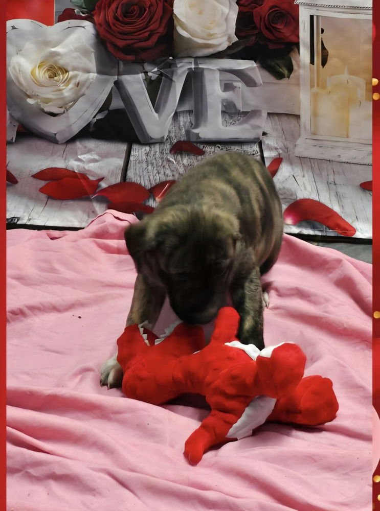 MARION BS : BRYN - Pit Bull Terrier available for adoption