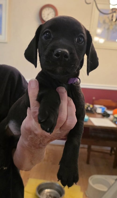 MOTHERS CRAVING : ICE CREAM - Dachshund / Beagle available for adoption