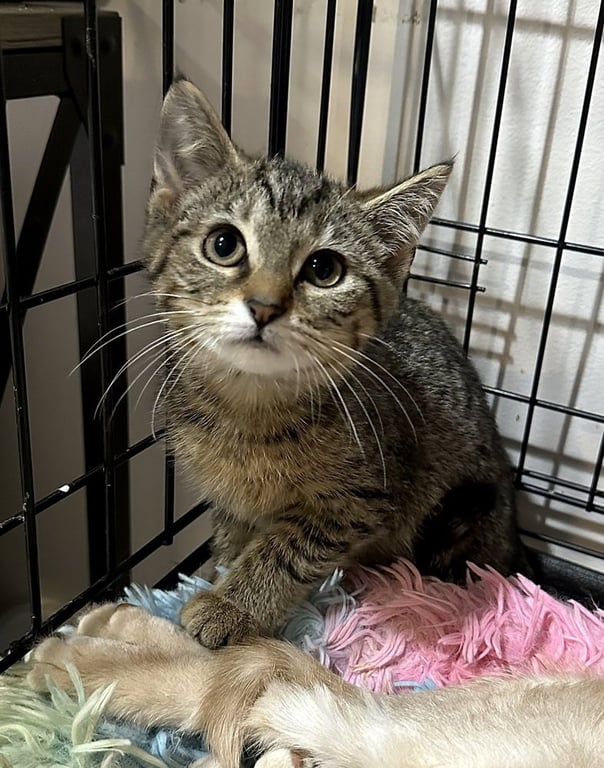Singer Kitties : Zara Image