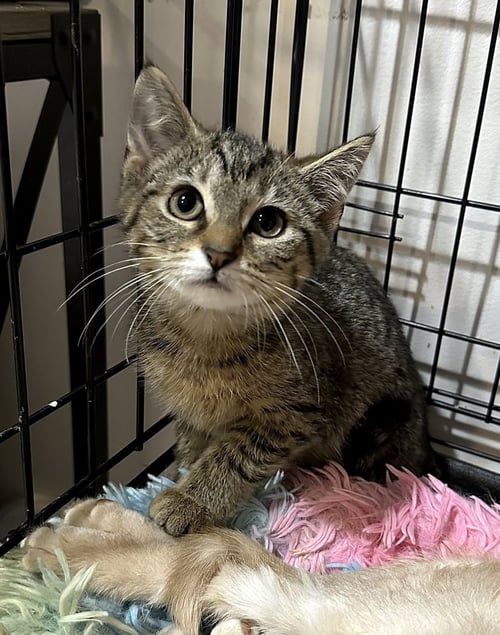 SINGER KITTIES : ZARA - Domestic Short Hair available for adoption