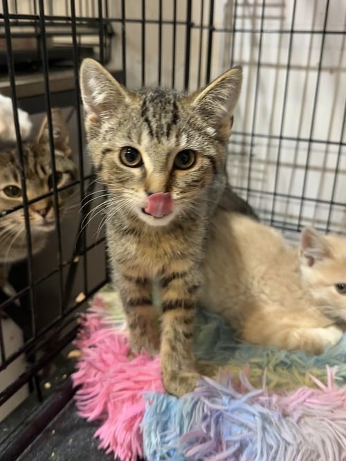 SINGER KITTIES : ZARA - Domestic Short Hair available for adoption