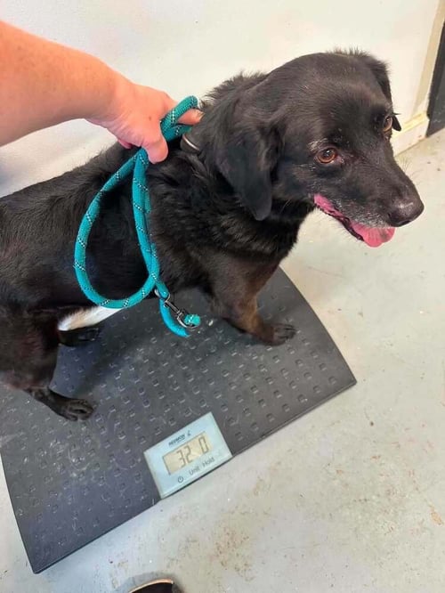 LEROY BOY - Spaniel available for adoption
