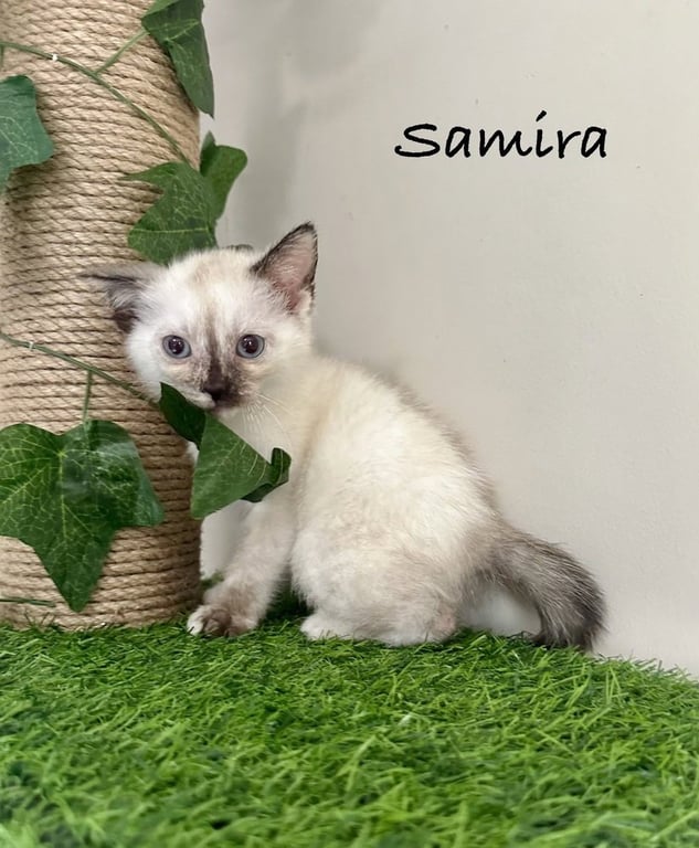 The Pitt Kitts : Samira Image