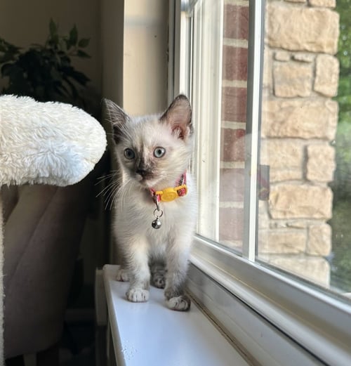THE PITT KITTS : SAMIRA - Siamese available for adoption