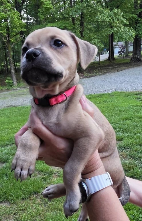 Peanuts Pups : Lucy Image