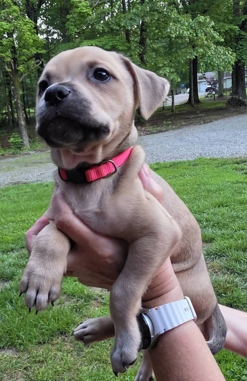 PEANUTS PUPS : LUCY - Dachshund / Labrador Retriever available for adoption
