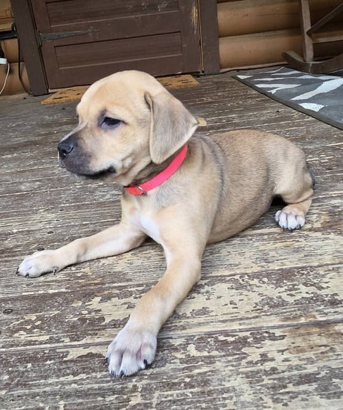 PEANUTS PUPS : LUCY - Dachshund / Labrador Retriever available for adoption
