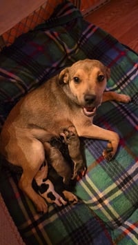 Peanuts Pups : Lucy - Photo 4