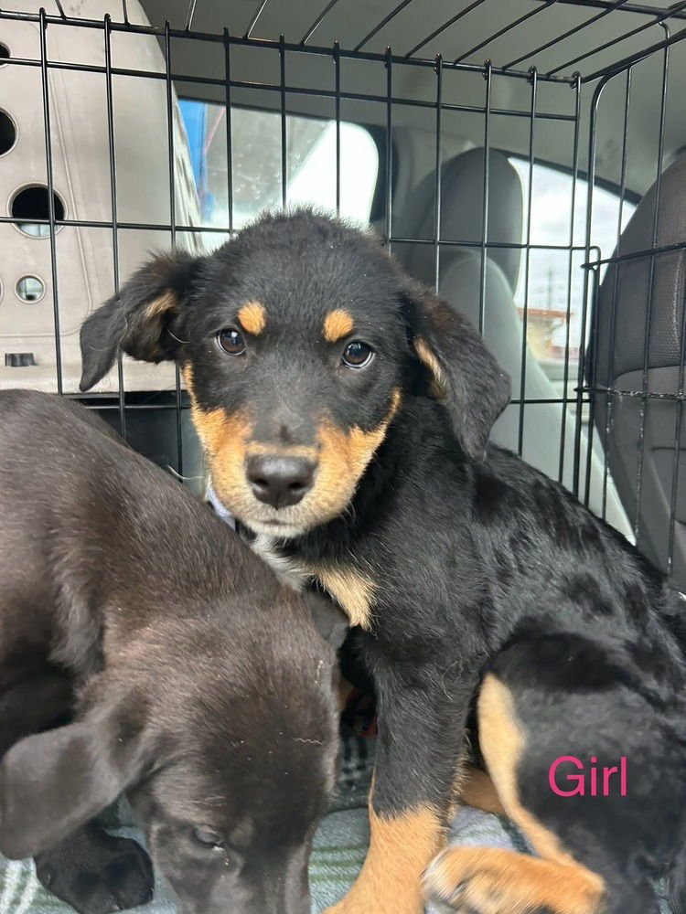 LONESOME DOVE : LORENA - Labrador Retriever / German Shepherd Dog available for adoption