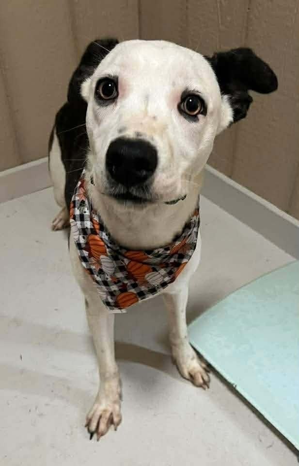 LIV - Jack Russell Terrier / German Shepherd Dog available for adoption