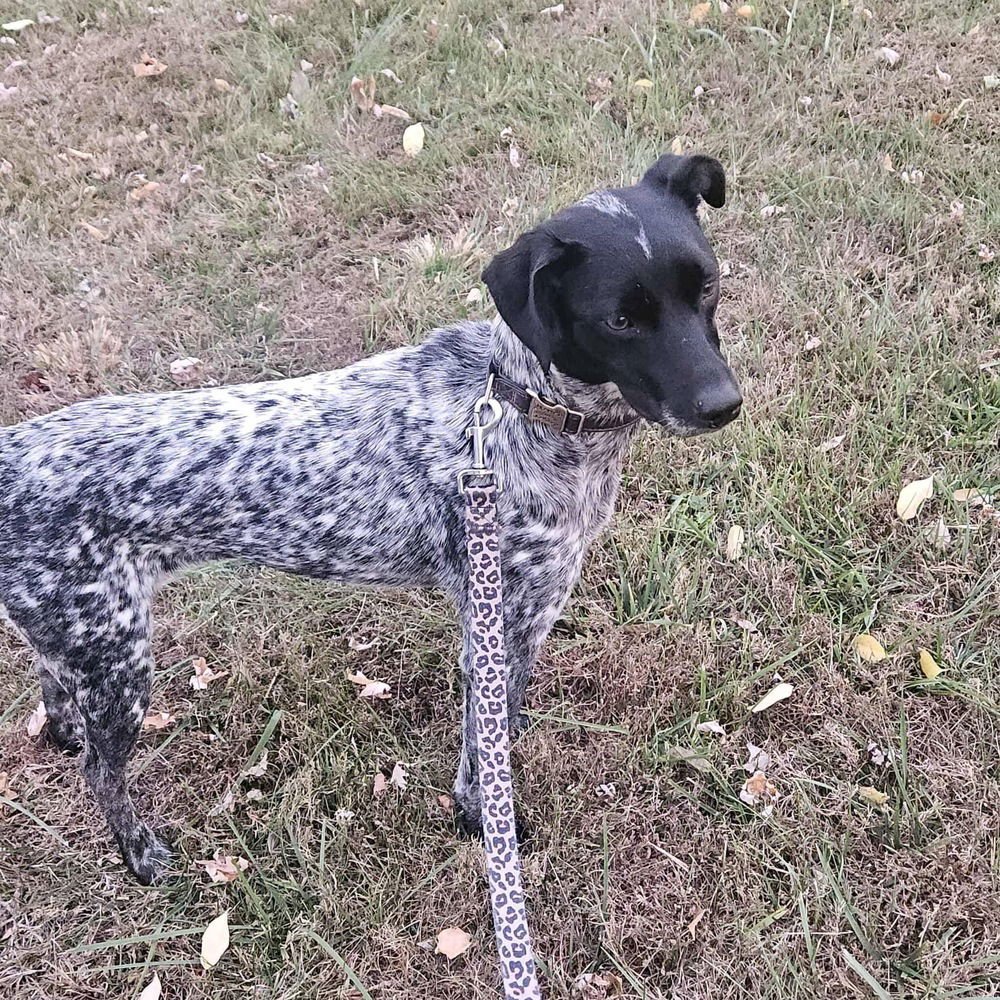 KODA GIRL - German Shorthaired Pointer available for adoption
