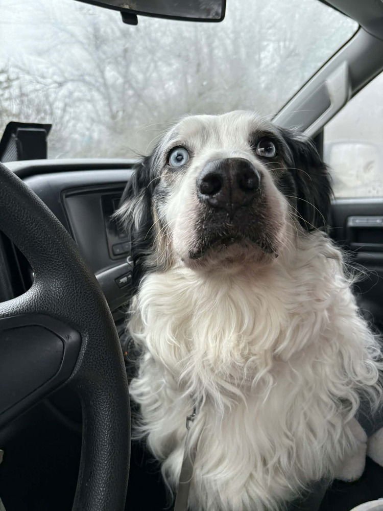 MEMPHIS - Australian Shepherd available for adoption