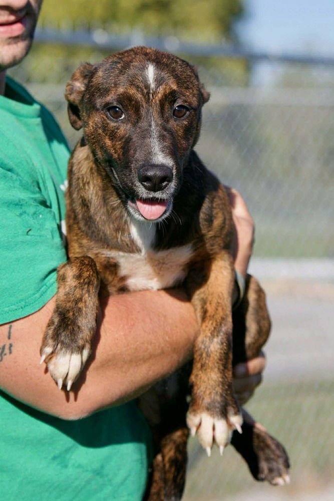 UNA - Dutch Shepherd available for adoption