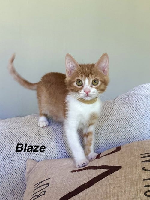 ORANGE KITTIES : BLAZE